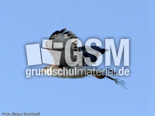 Rotrückenbussard (10 von 19).jpg